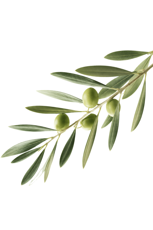 Olivo